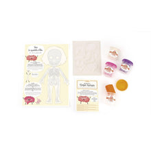 Load image into Gallery viewer, DIY - KIT MOULAGE EDUCATIF ANATOMIE - Stellina